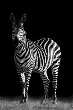 Zebra Stock Photos