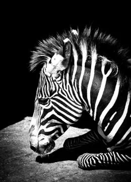 Zebra Stock Photos