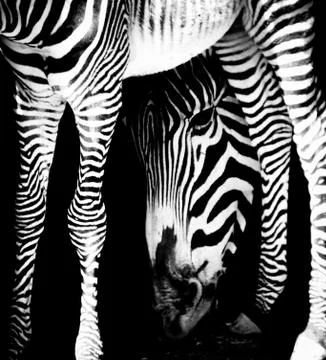 Zebra Stock Photos