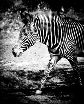 Zebra Stock-Fotos