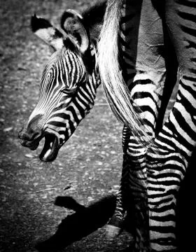 Zebra Stock Photos
