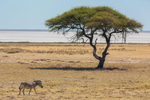 Zebra Stock Photos