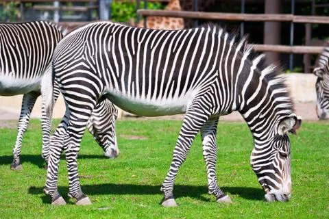 Zebra Stock Photos
