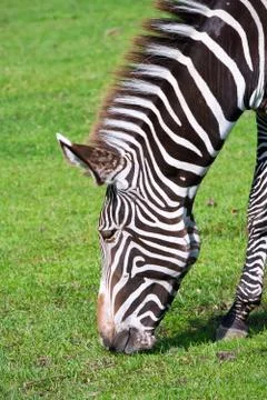 Zebra Stock Photos