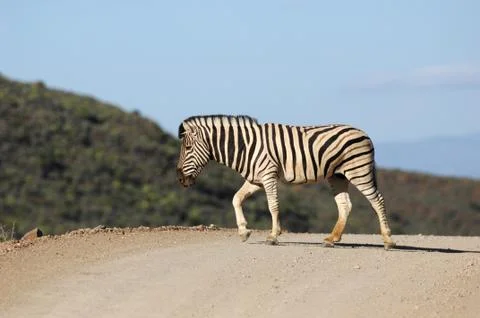 Zebra Stock Photos