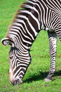 Zebra Stock Photos