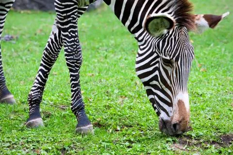Zebra Stock Photos