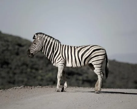 Zebra Stock Photos