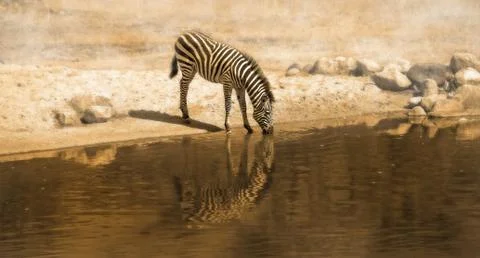 Zebra Stock Photos