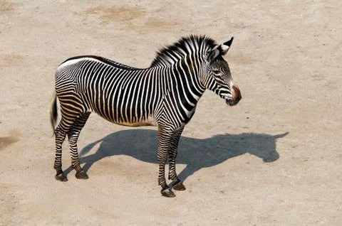 Zebra Stock Photos