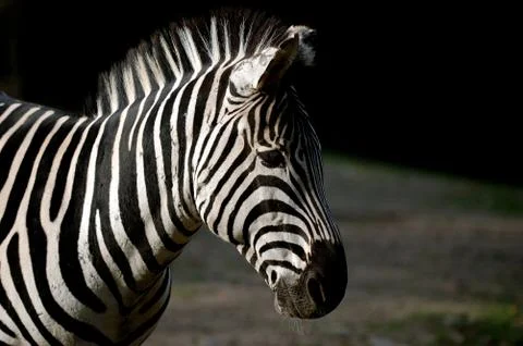 Zebra Stock Photos