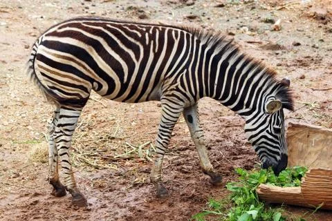 Zebra Stock Photos