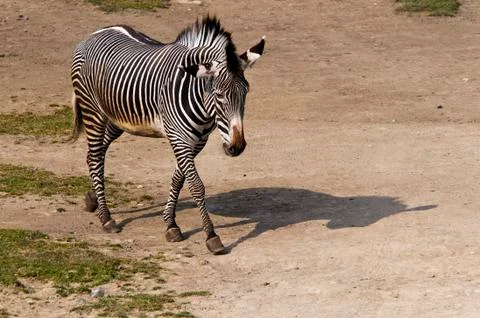 Zebra Stock Photos