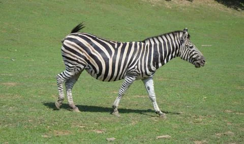 Zebra Stock Photos