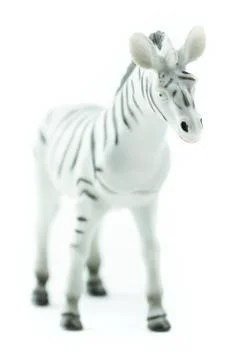 Zebra Stock Photos