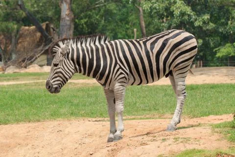 Zebra Stock Photos