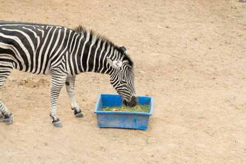 Zebra Stock Photos