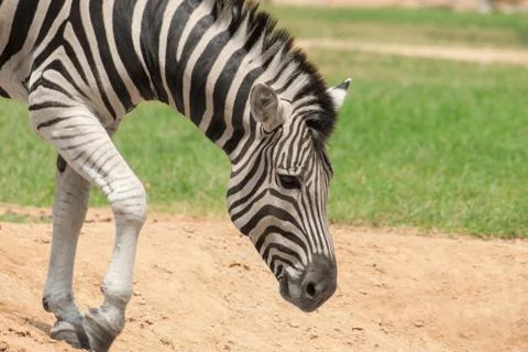 Zebra Stock Photos