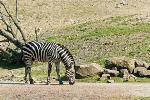 Zebra Stock Photos