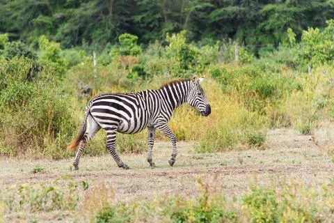 Zebra Stock Photos