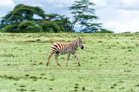 Zebra Stock Photos