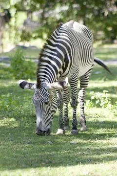 Zebra Stock Photos