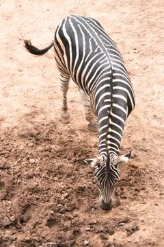 Zebra Stock Photos