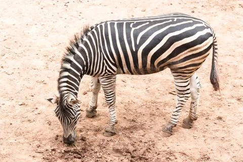 Zebra Stock Photos
