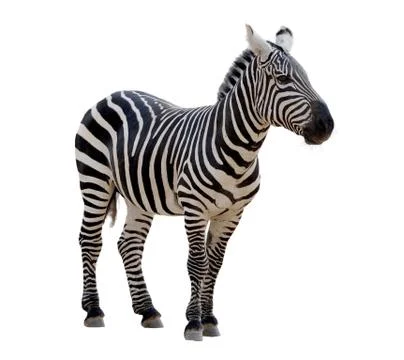 Zebra Stock Photos