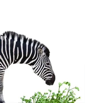 Zebra Stock Photos