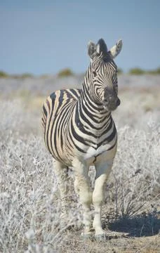Zebra 写真素材