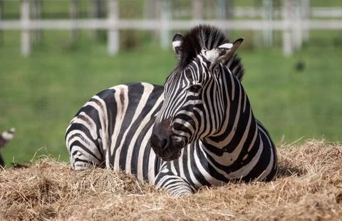 Zebra Stock Photos