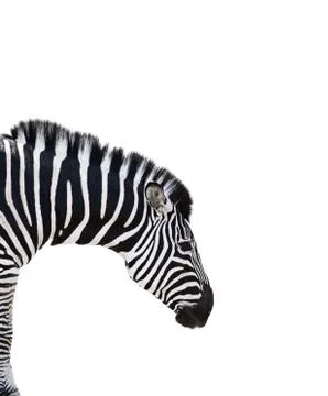 Zebra Stock Photos
