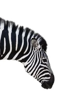 Zebra Stock Photos