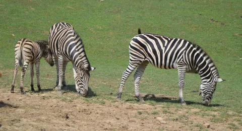 Zebra Stock Photos