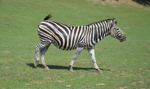 Zebra Stock Photos