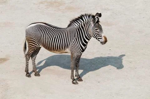 Zebra Stock Photos