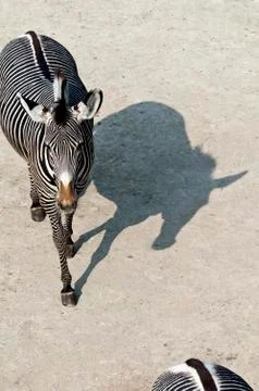 Zebra Stock Photos