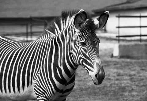 Zebra Stock Photos