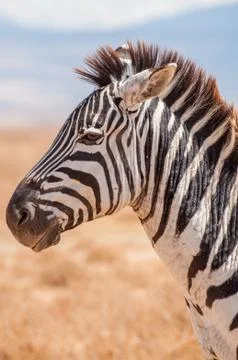 Zebra Stock Photos