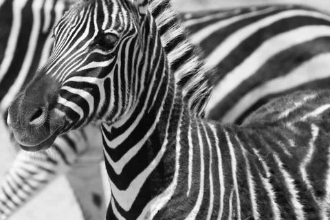 Zebra Stock Photos