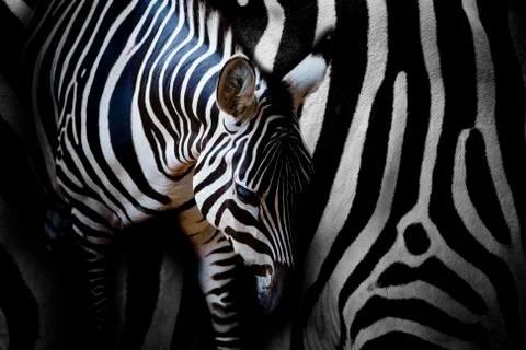 Zebra Stock Photos