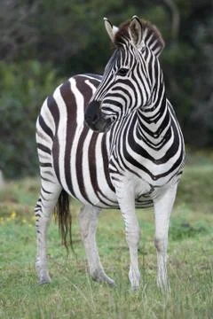 Zebra Stock Photos
