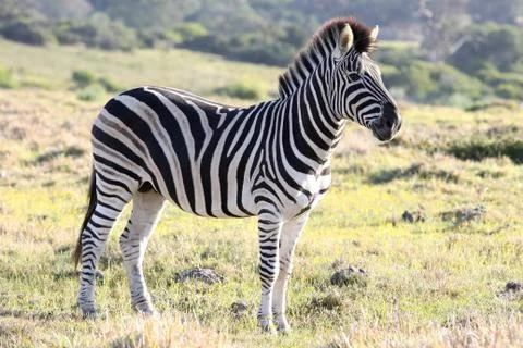 Zebra Stock Photos