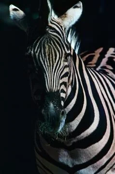 Zebra Stock Photos