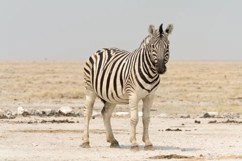 Zebra Stock Photos