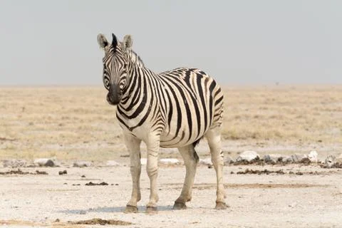 Zebra Stock Photos