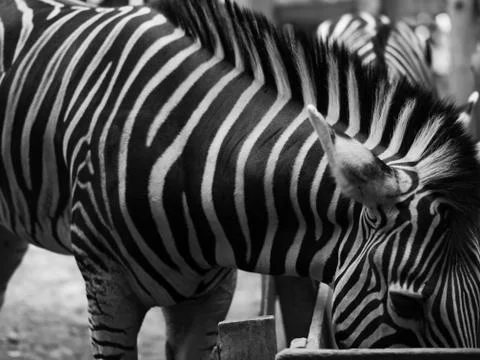 ZEBRA Stock Photos