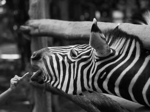 ZEBRA Stock Photos