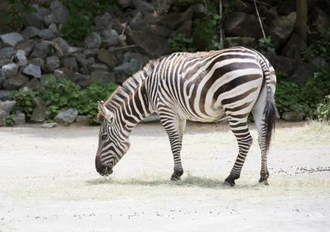 Zebra Stock Photos